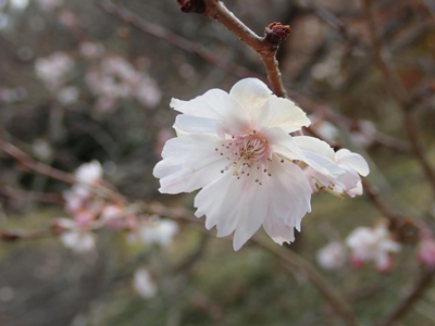 コヒガンザクラ '十月桜' 